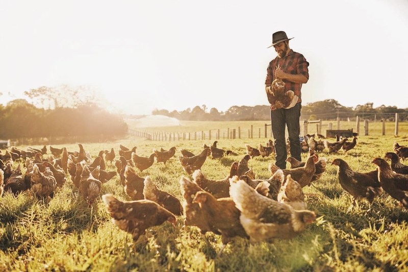 A farmer among pasture-raised chickens at sunrise